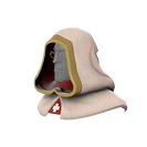 Unusual Nunhood