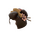 Genuine Geisha Boy