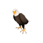 content image