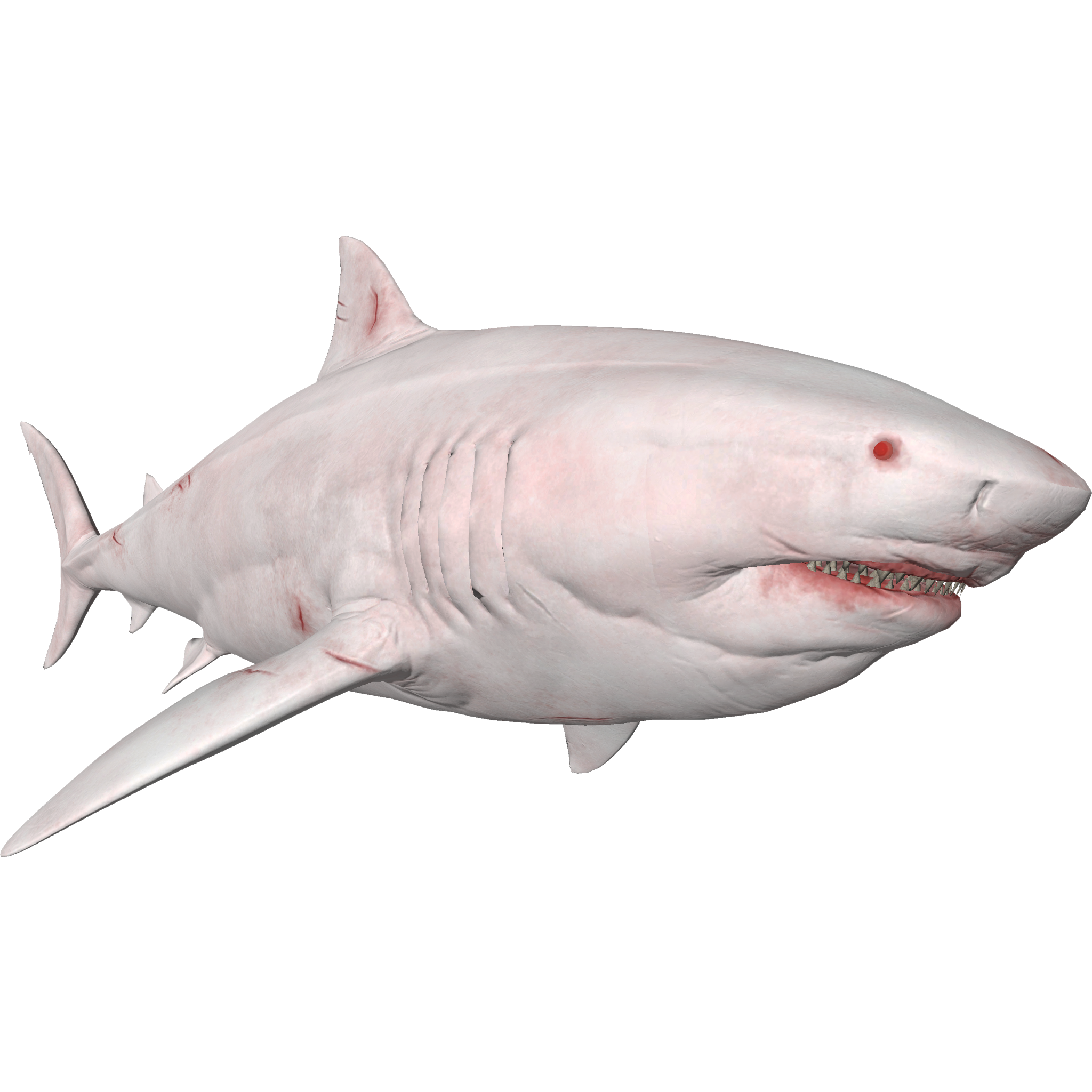 albino great white shark 2022