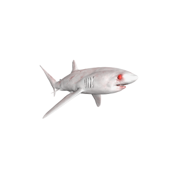 Thresher_ Shark _Skins