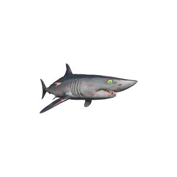 Uncategorised_ Shark _Skins