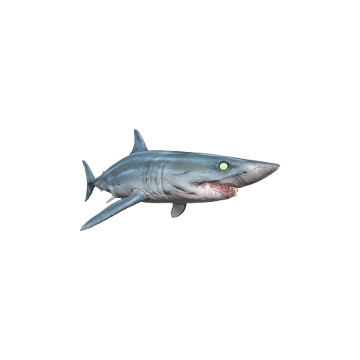 Mako_ Shark _Skins