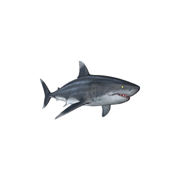 Great White_ Shark _Skins
